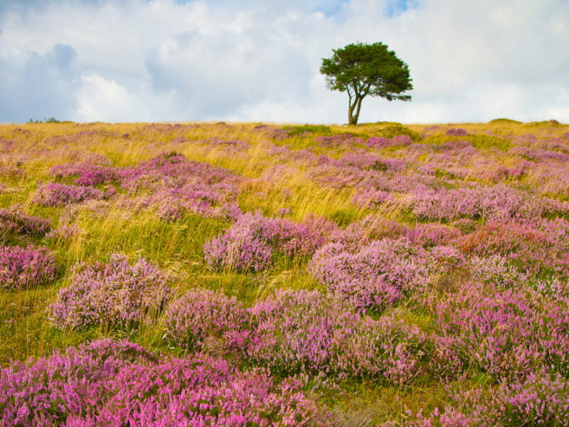 Family Day Out at Cheddar Gorge: What Not to Miss
